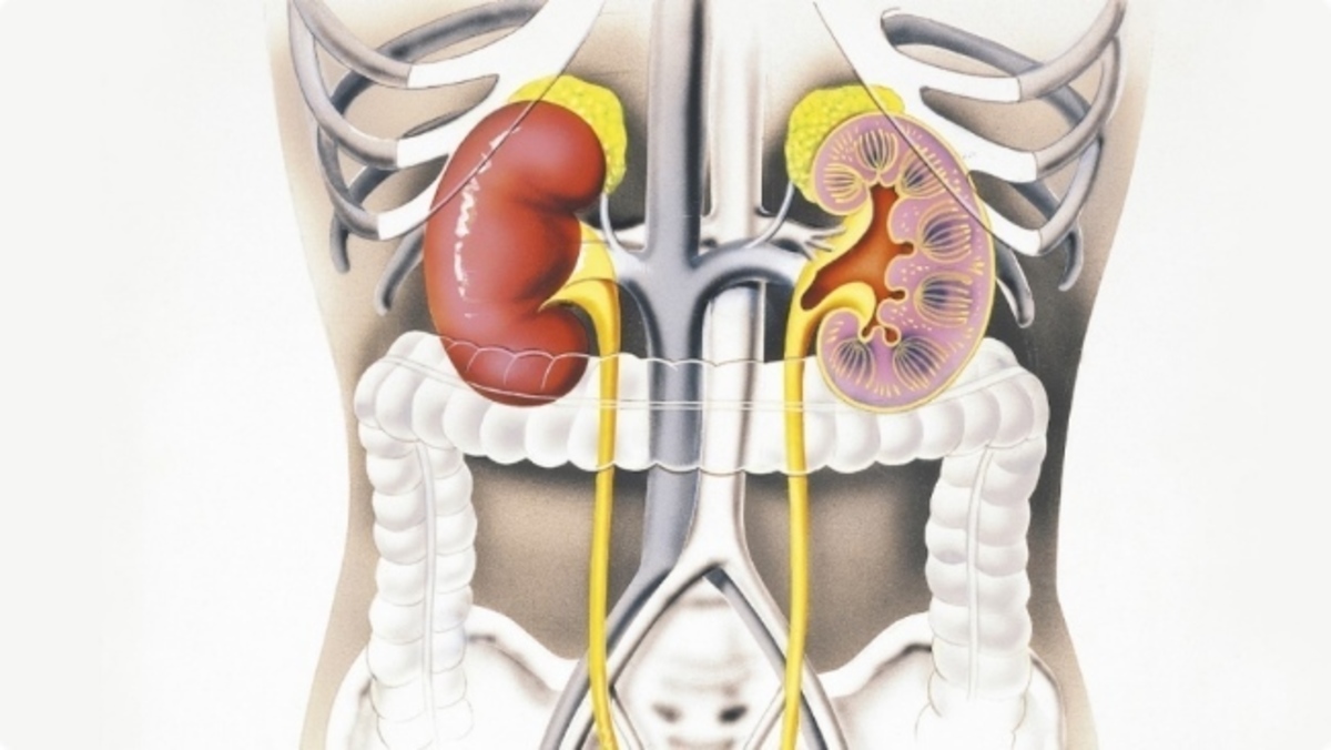Προβλήματα στα νεφρά στα παιδιά: Τι πρέπει να γνωρίζει κάθε γονέας