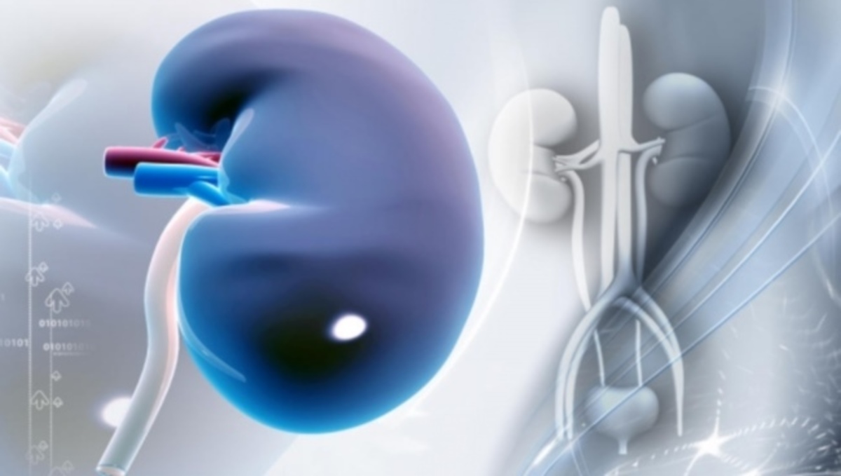 Δημιούργησαν την ‘πρώτη ύλη’ για τεχνητό νεφρό – Συγκλονιστικά νέα για εκατομμύρια νεφροπαθών