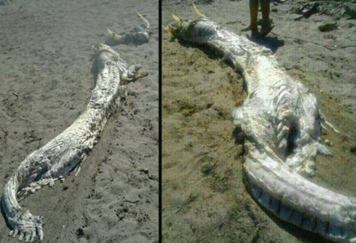 Παράξενο πλάσμα ξεβράστηκε στις ακτές της Ισπανίας (ΦΩΤΟ, BINTEO)
