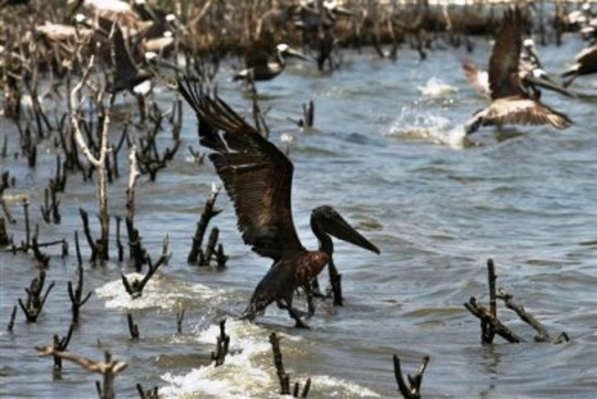 ΗΠΑ: Τεράστια η οικολογική καταστροφή από την πετρελαιοκηλίδα …