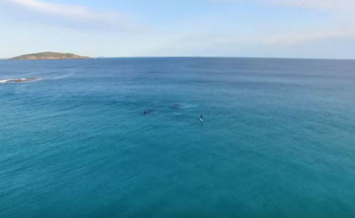 Έκανε κουπί και δίπλα του εμφανίστηκαν δύο τεράστιες φάλαινες (ΒΙΝΤΕΟ)