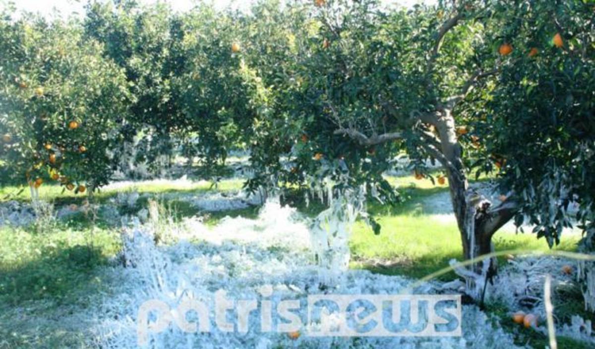 Ολοκληρωτική καταστροφή από τον παγετό στις καλλιέργειες στην Ηλεία
