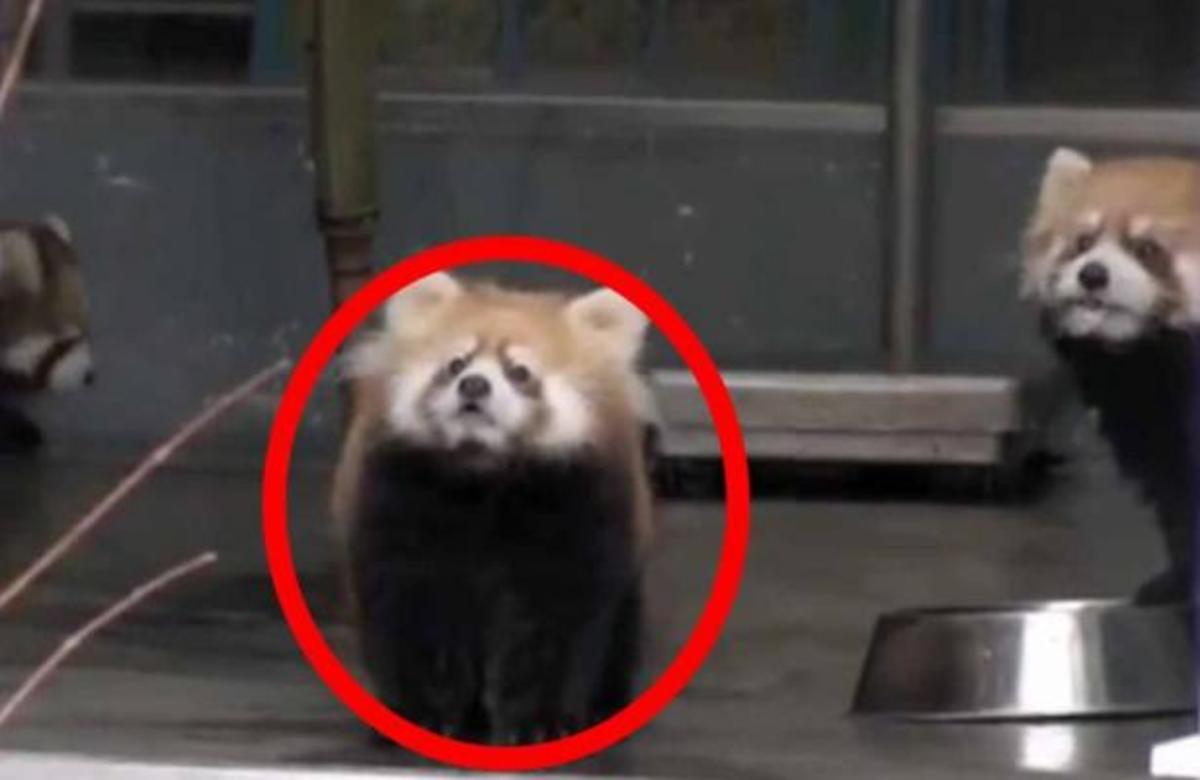ΔΕΙΤΕ προσεκτικά τι θα συμβεί στο μικρό panda