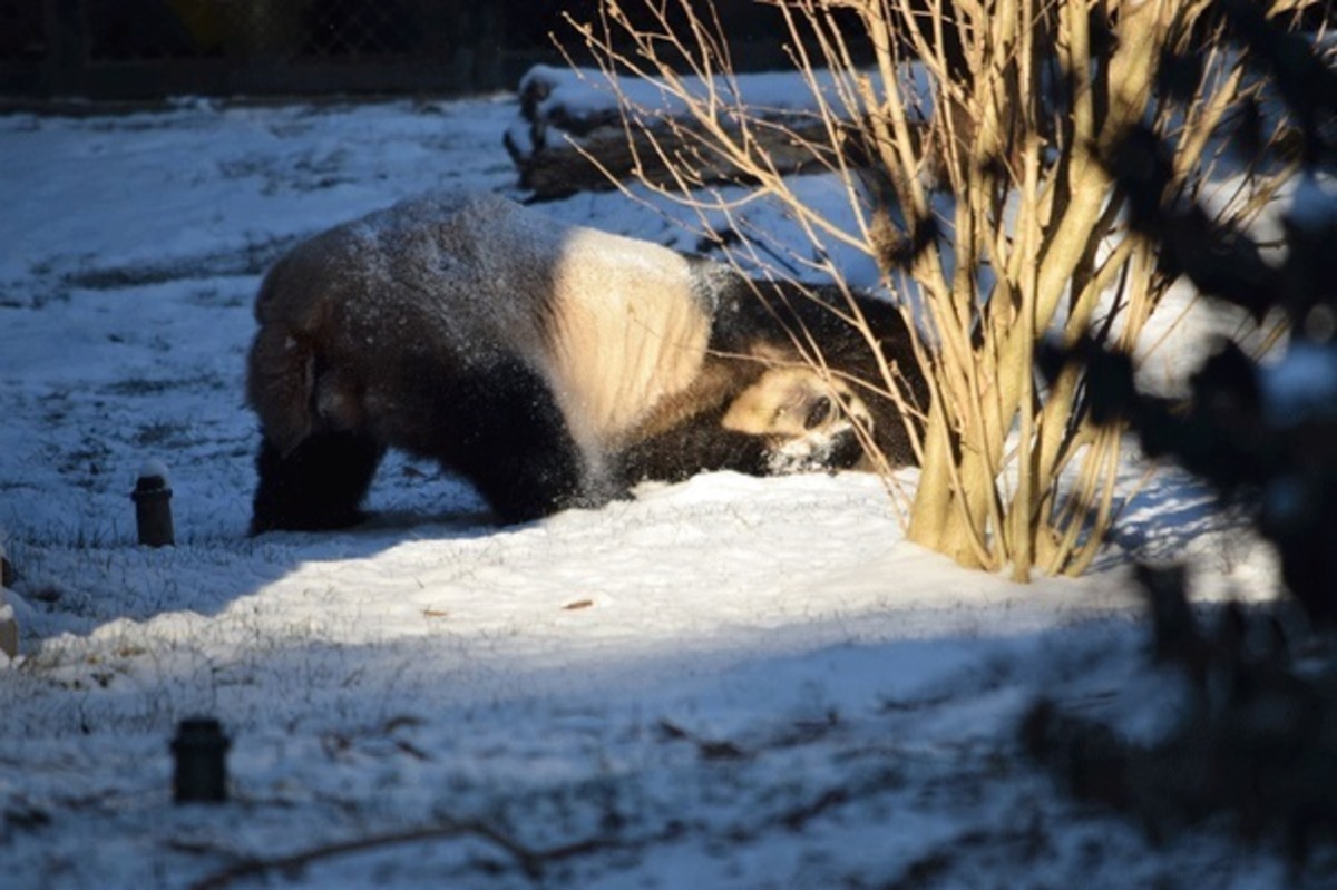 Αυτό το panda… λιώνει στο χιόνι! – Βίντεο