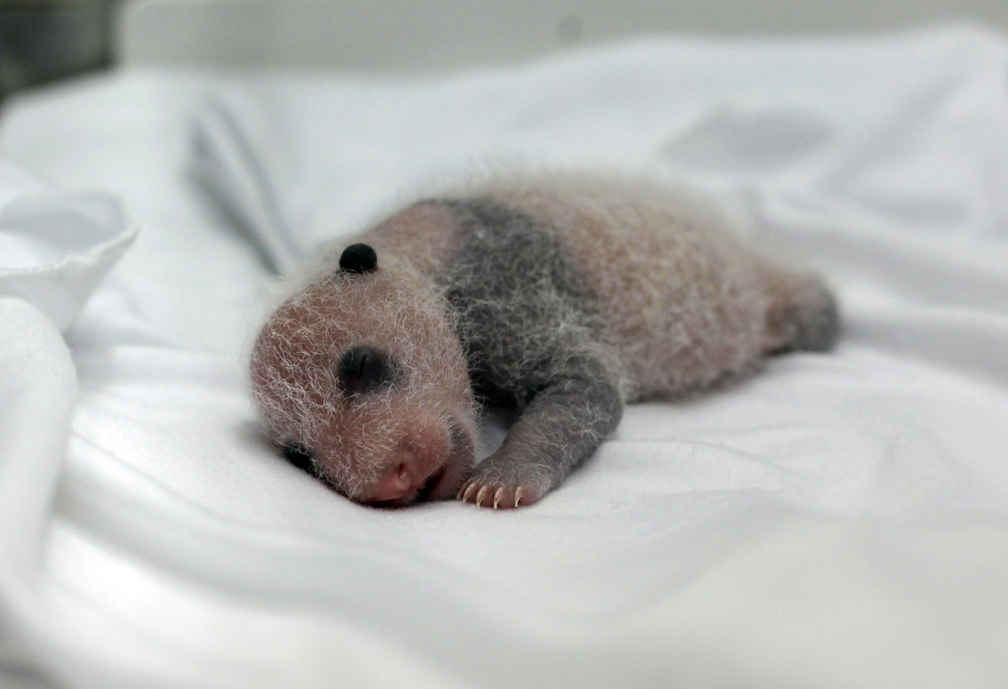 Родившийся детеныш панды. Детёныш панды новорожденный. Детеныш коалы новорожденный. Новорожденный Полярный Медвежонок. Новорожденный Медвежонок фото.
