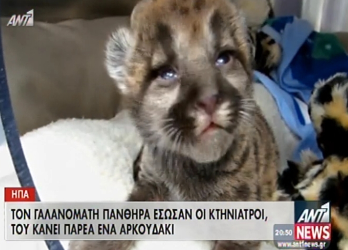 Έσωσαν γαλανομάτη πάνθηρα