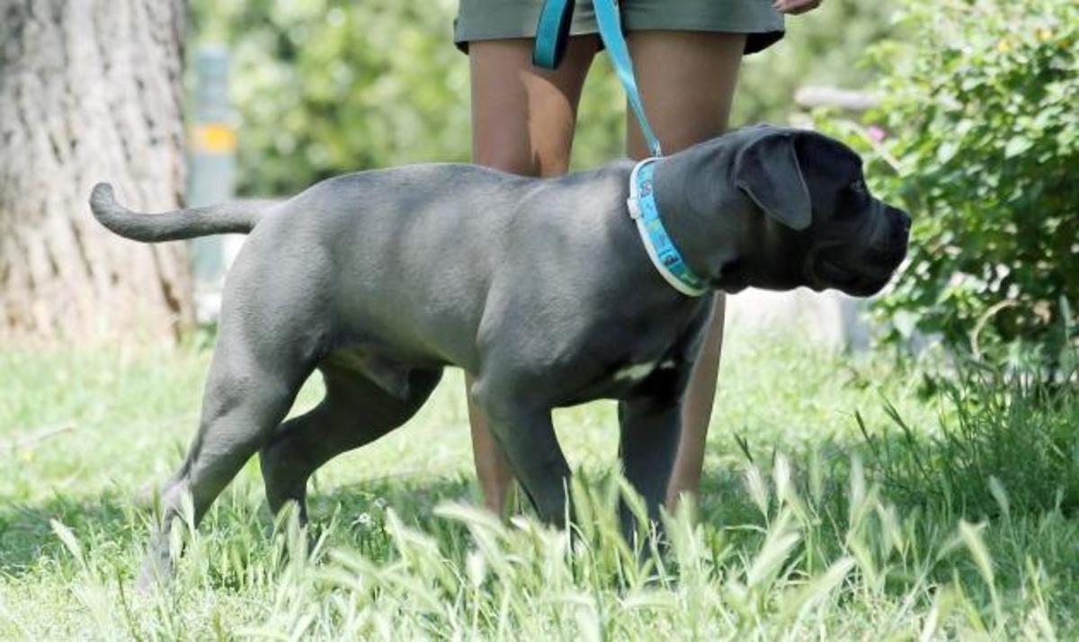 Κωνσταντίνα Σπυροπούλου: Πέθανε ο σκύλος της