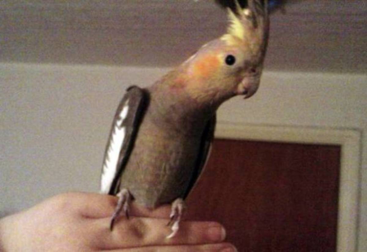 Ενας ήρωας… παπαγάλος! Έσωσε τον ιδιοκτήτη όταν το σπίτι του πήρε φωτιά!