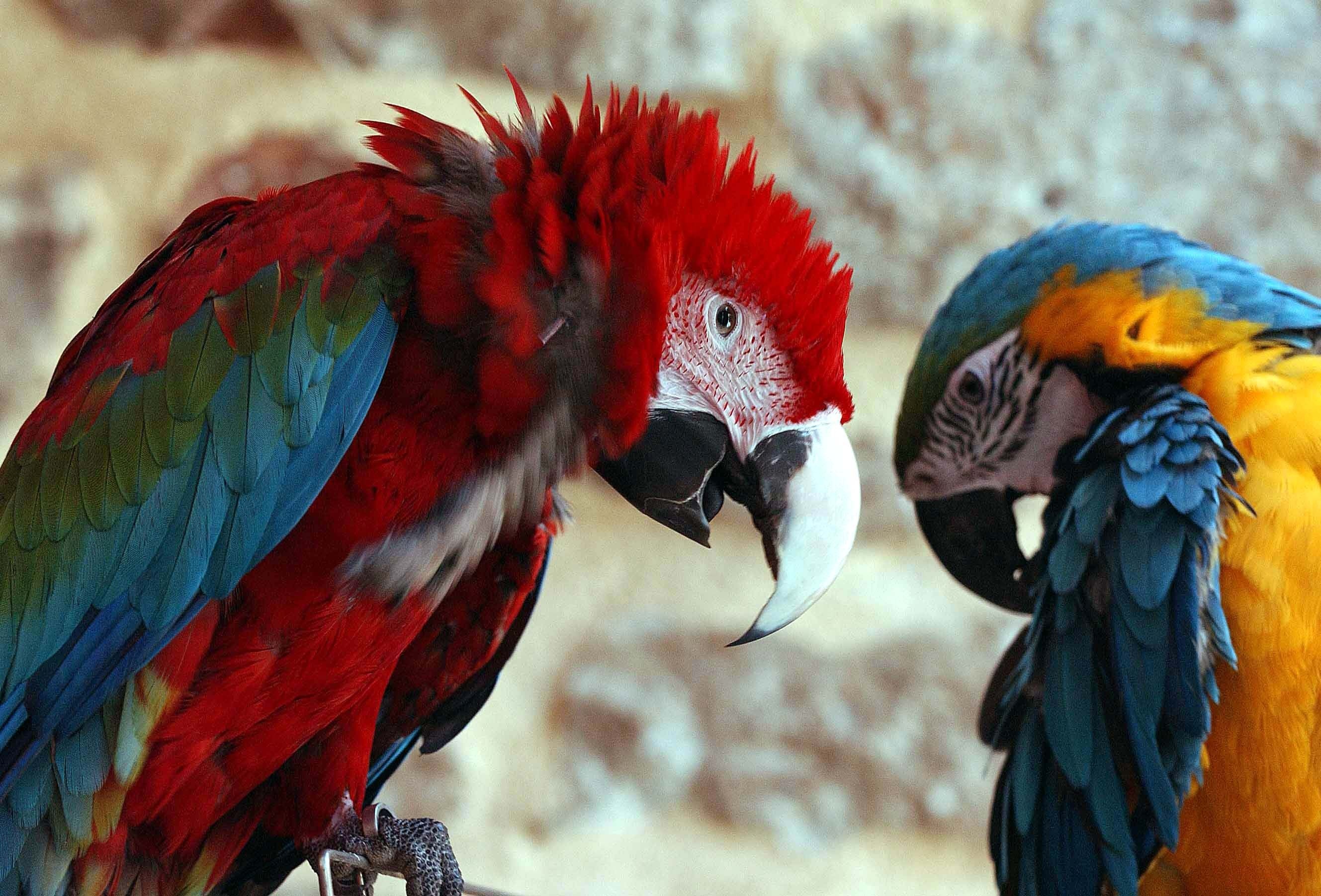 Κρήτη: Έκλεψαν και δεύτερο παπαγάλο!