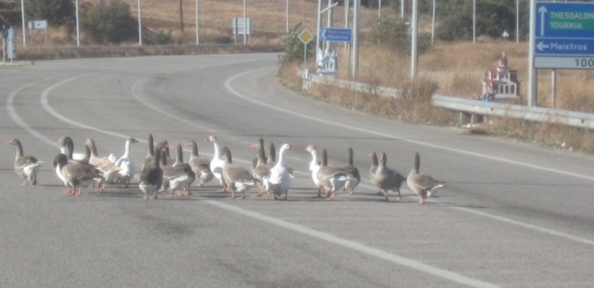 Γέννησε… πάπιες η Εγνατία Οδός! ΦΩΤΟ