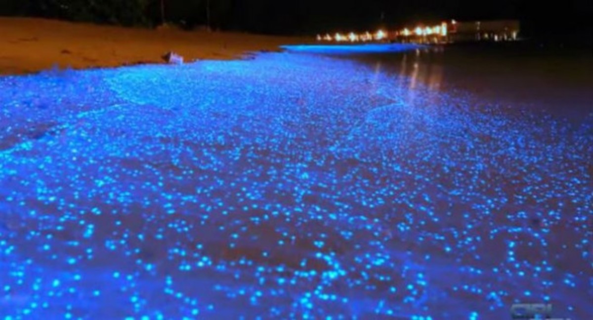 Εκπληκτικές παραλίες που φωσφορίζουν