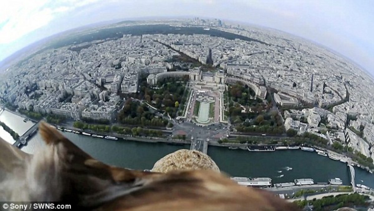 Το Παρίσι μέσα από τα μάτια ενός… αετού! (VIDEO)
