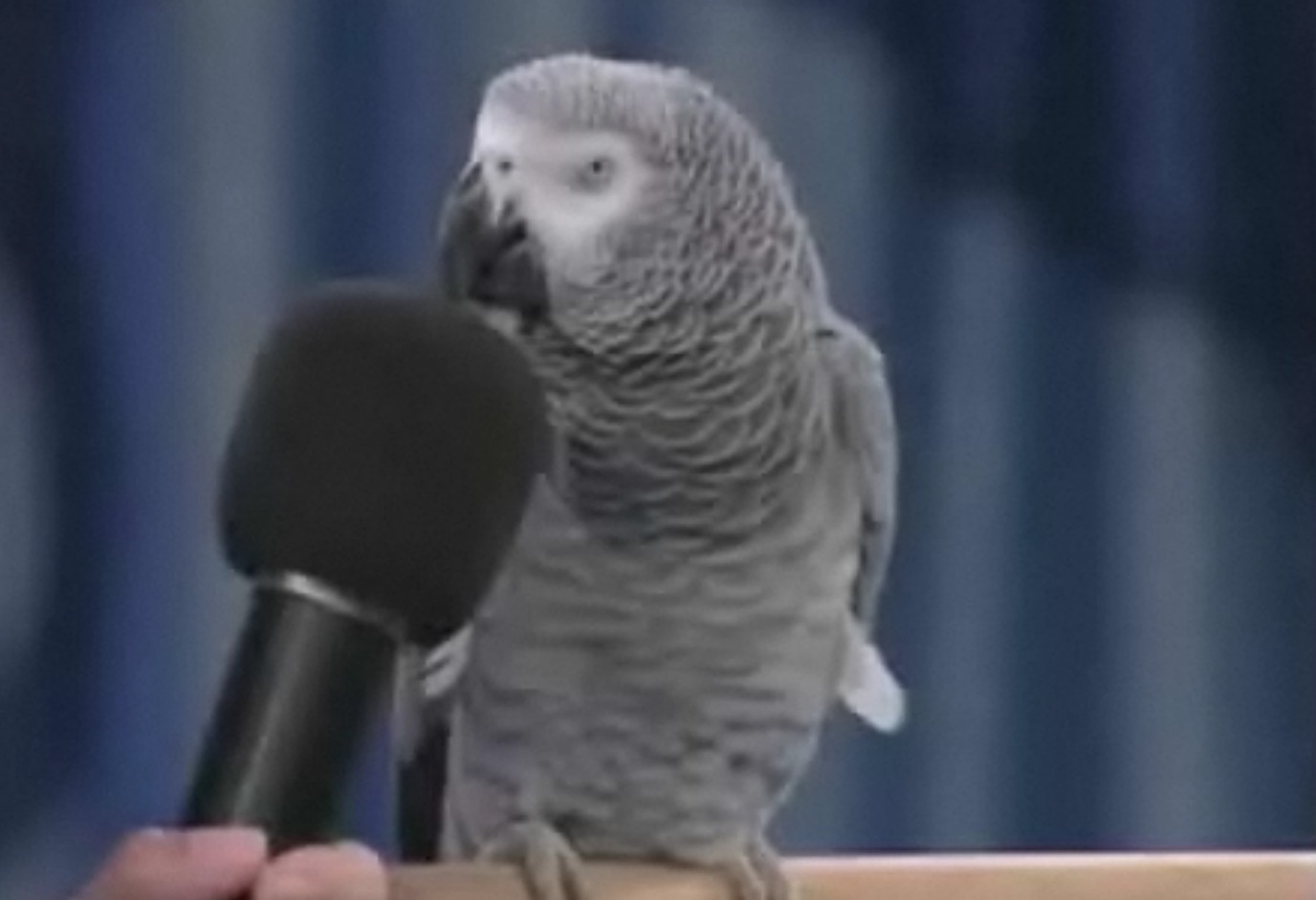 Ο πιο ομιλητικός παπαγάλος του κόσμου! – BINTEO