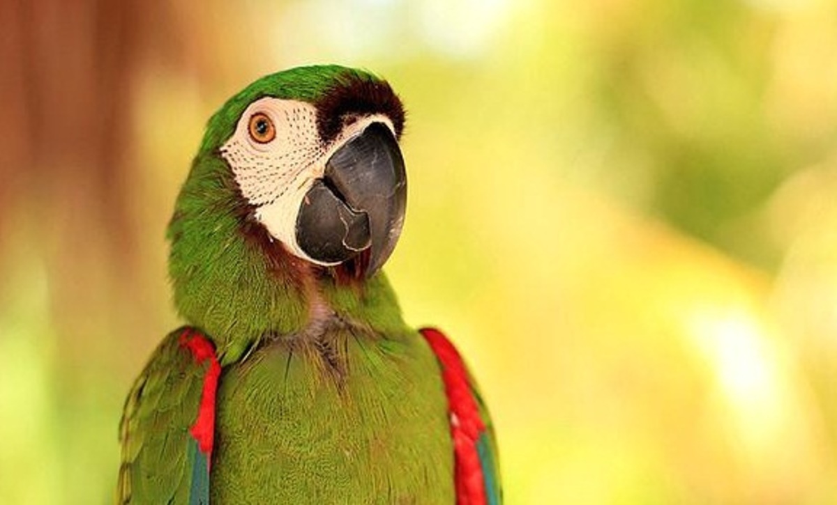 Μπήκαν στην αυλή του κι έκλεψαν τα… πουλιά του!