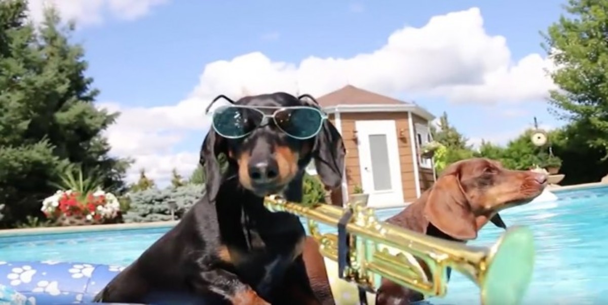 Ένα πάρτι για σκύλους