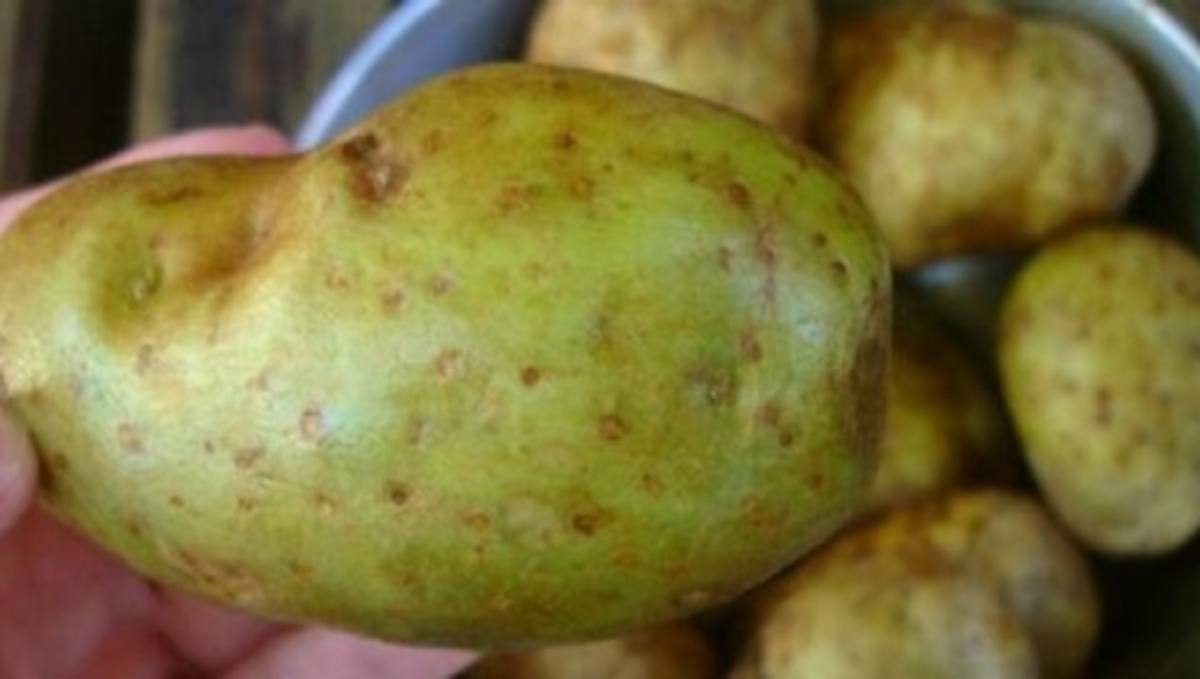 Προσοχή στις πατάτες που διαλέγετε – Ποιες συνδέονται με δηλητηρίαση