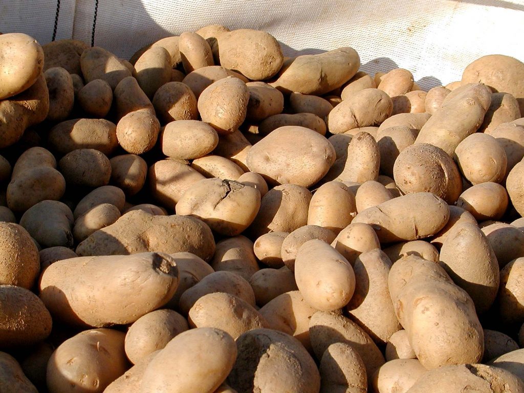 Ποσότητα πατάτας ΦΩΤΟ EUROKINISSI