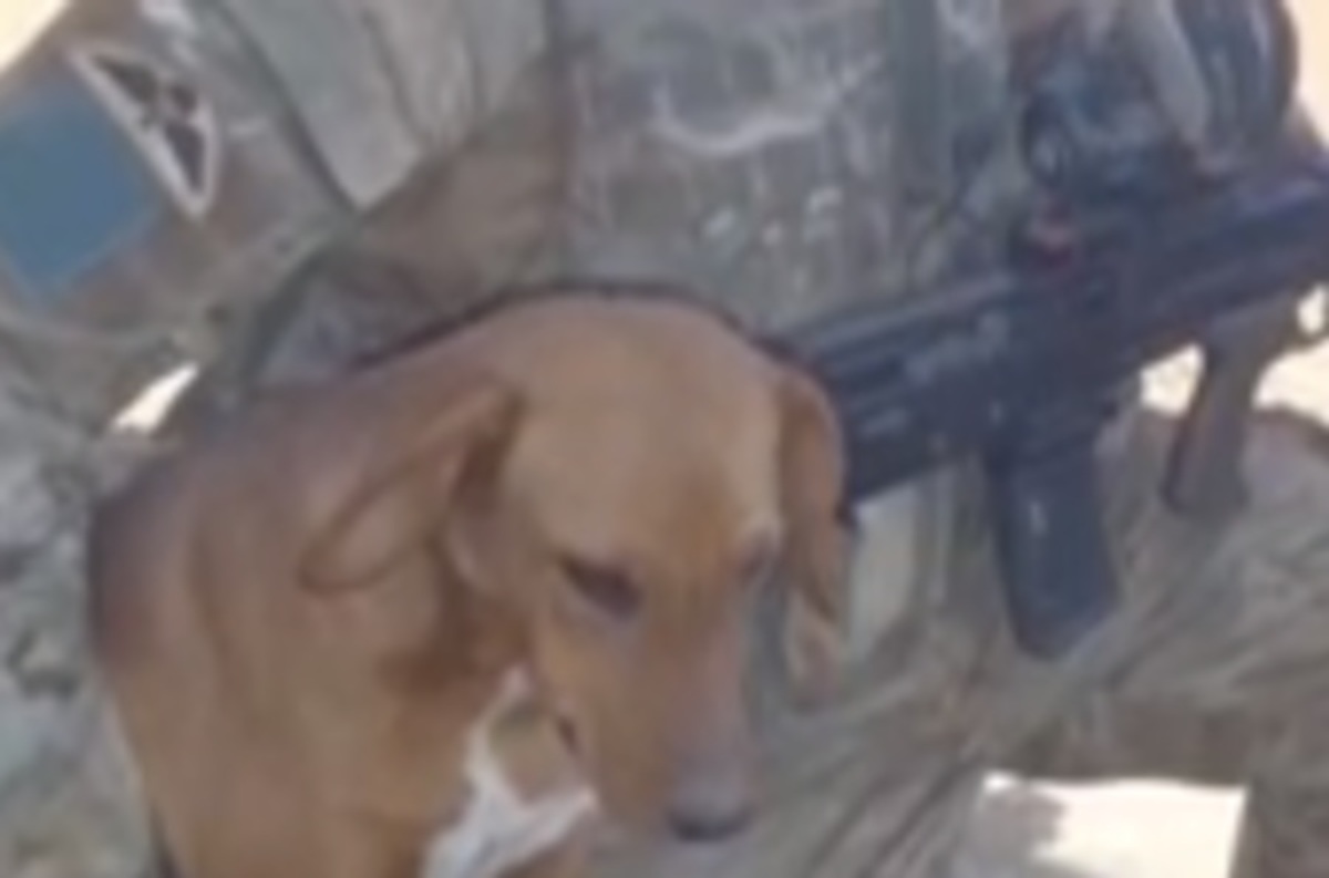 ΒΙΝΤΕΟ: Βοηθώντας τα σκυλιά του πολέμου