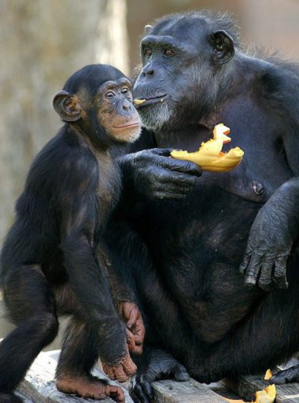 Θα απαγορευτούν τα πειράματα σε πιθήκους, χιμπατζήδες, γορίλλες και ουρακοτάγκους…