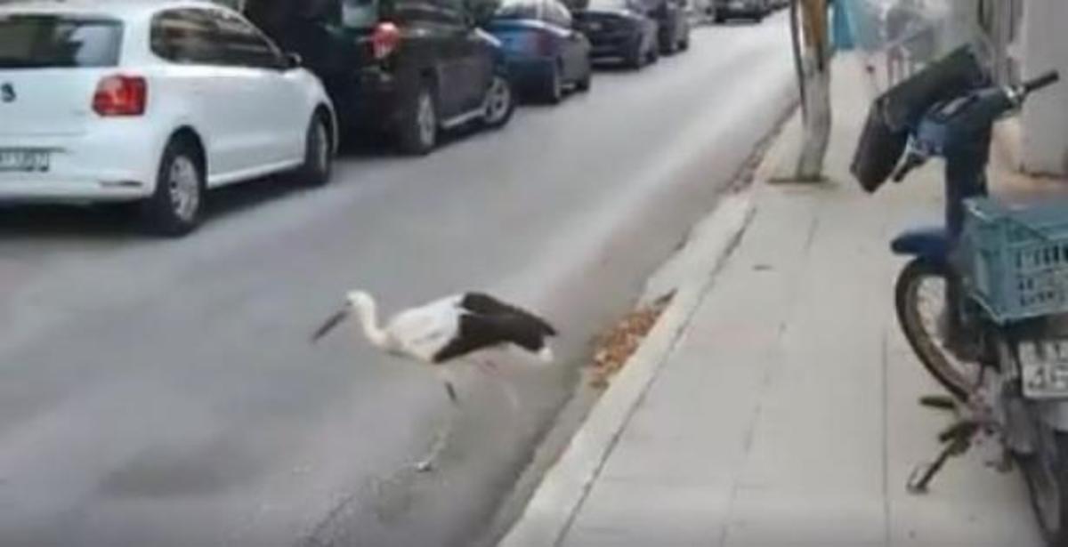 ΦΩΤΟ από το mypreveza