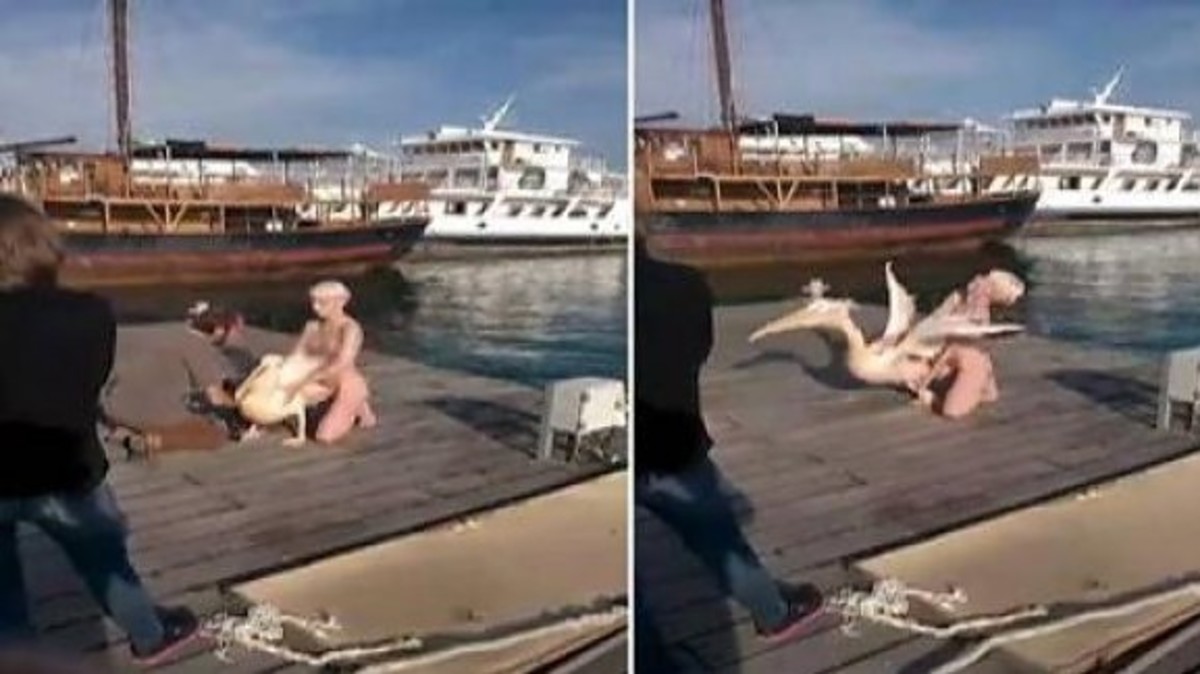 Strip show Ρωσίδας σε παραλία της Πάφου μαζί με έναν πελεκάνο – ΒΙΝΤΕΟ