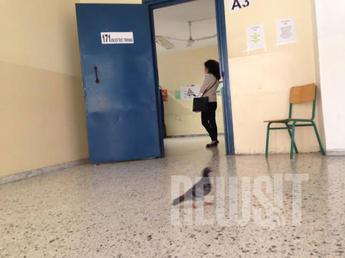 Κουκάκι: Τρεις κι ο κούκος κι ένα… περιστέρι πήγαν να ψηφίσουν!