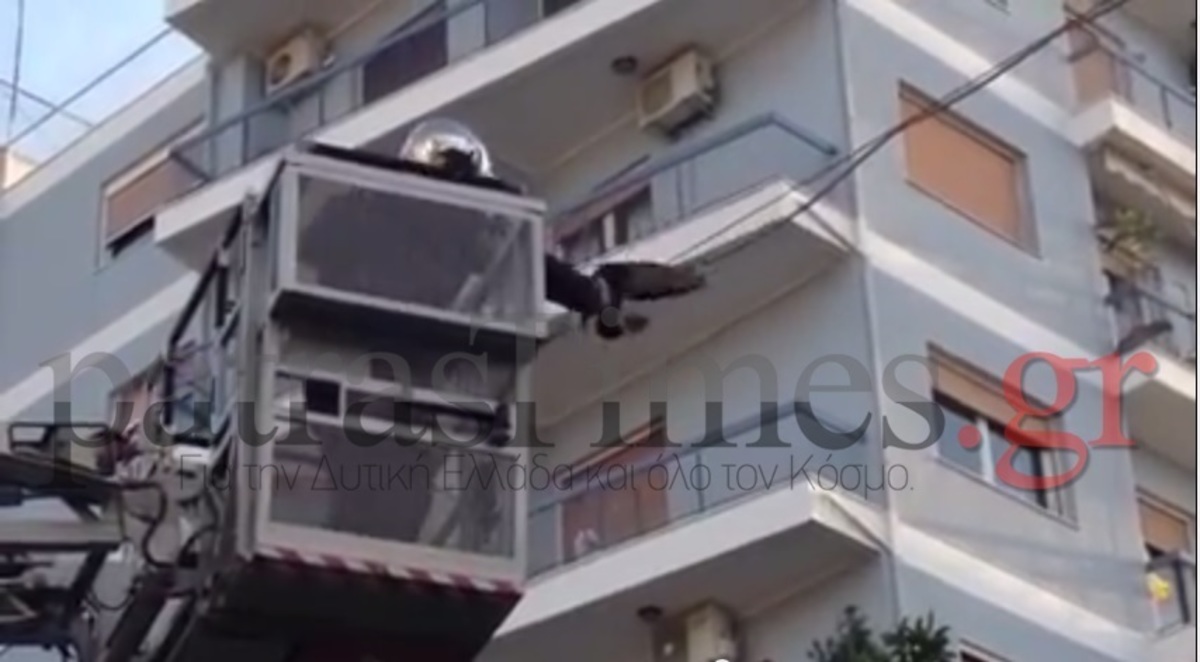 ΒΙΝΤΕΟ: Επιχείρηση σωτηρίας περιστεριού που εγκλωβίστηκε σε καλώδια της ΔΕΗ