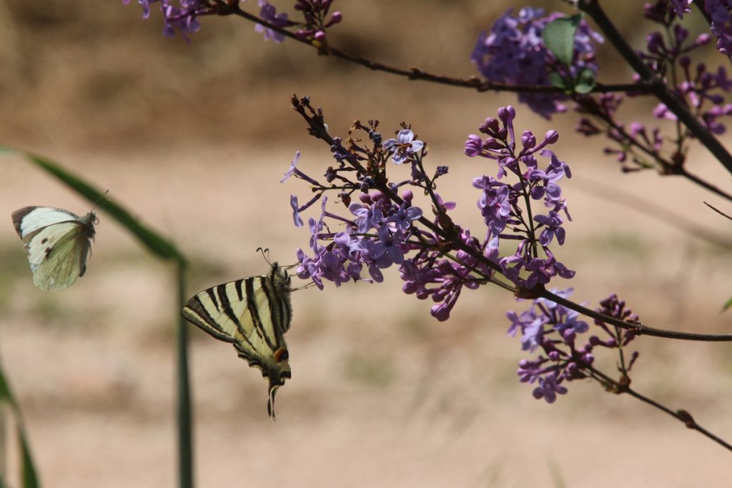 Υπό εξαφάνιση το 5% των ειδών των πεταλούδων της Μεσογείου