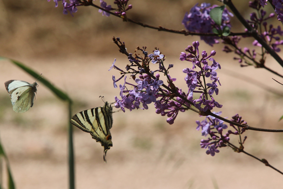 Υπό εξαφάνιση το 5% των ειδών των πεταλούδων της Μεσογείου