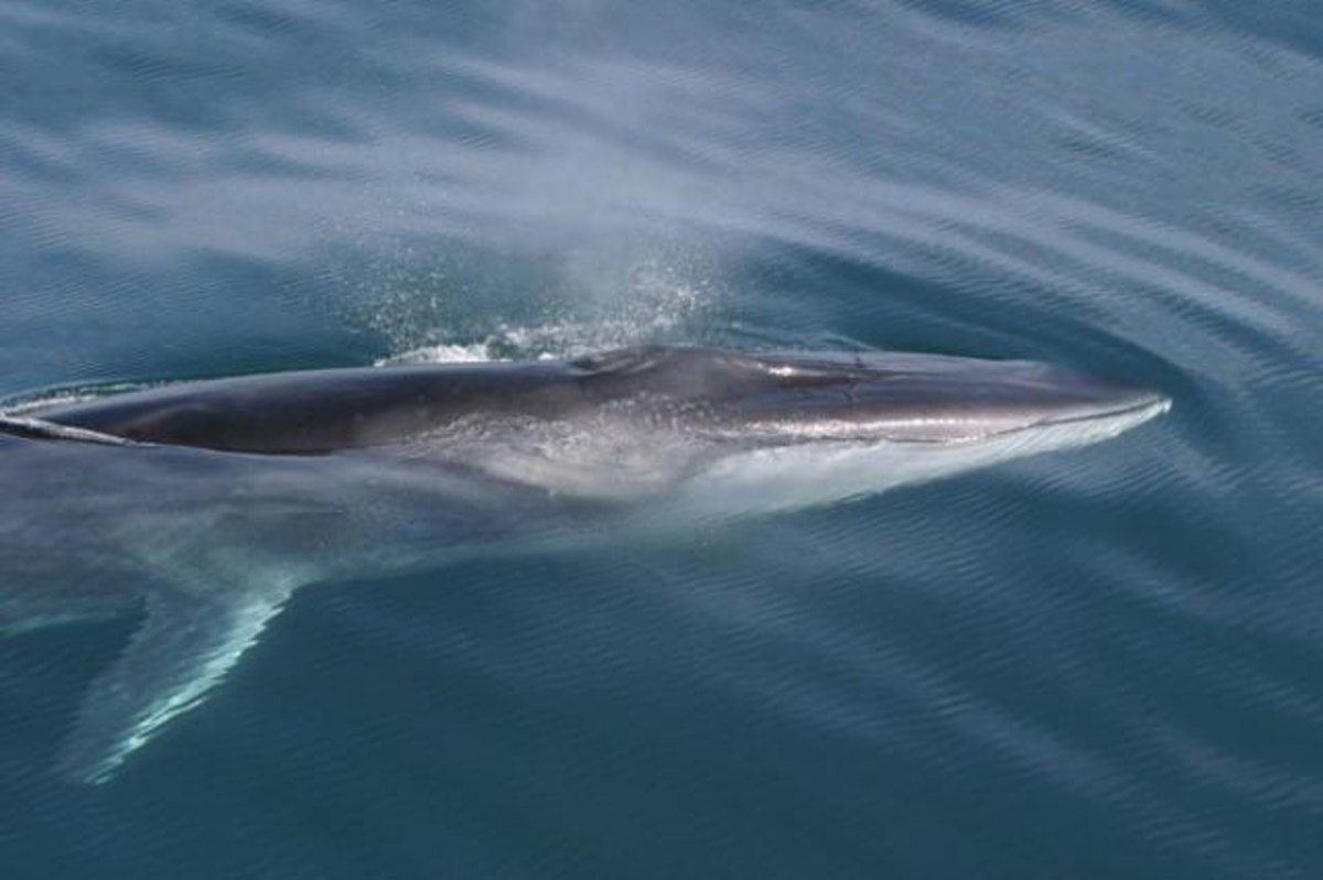 Φάλαινα στον Σαρωνικό, «έκοβε»… βόλτες κοντά στην Αίγινα!