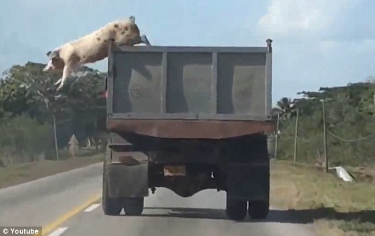 Το γενναίο γουρούνι! Απέδρασε από φορτηγό την ώρα που το πήγαιναν στο σφαγείο! – VIDEO