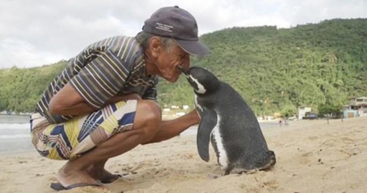 Αυτός ο πιγκουίνος κολυμπάει 8.000 χιλιόμετρα κάθε χρόνο για να δεί αυτόν που του έσωσε τη ζωή!
