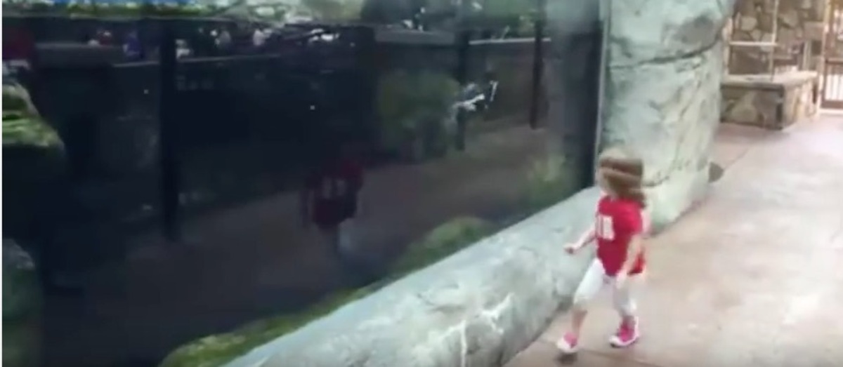Κυνηγητό με έναν πιγκουίνο