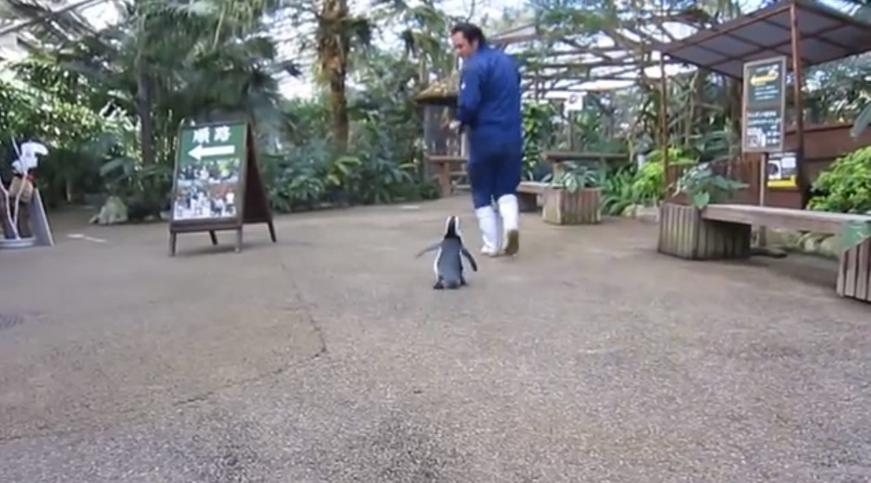 Happy feet! Ο πιγκουίνος που δεν αφήνει λεπτό τον εκπαιδευτή του (VIDEO)
