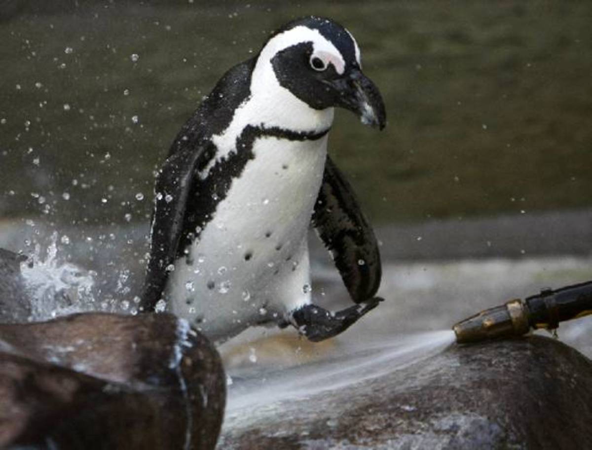 Πέθαναν  500 πιγκουίνοι από το πολύ κρύο!