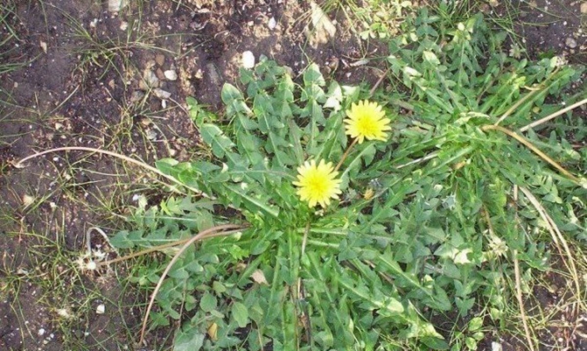 Το λογότυπο της Eurovision 2016 είναι ένα βότανο με πολλές θεραπευτικές ιδιότητες!