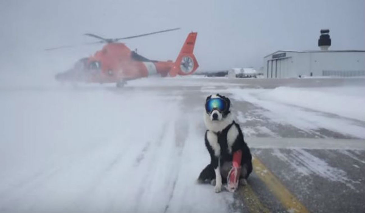 Ο πιο cool σκύλος που έχετε  δει ποτέ – Δείτε που εργάζεται και γιατί φοράει μάσκα του σκι!