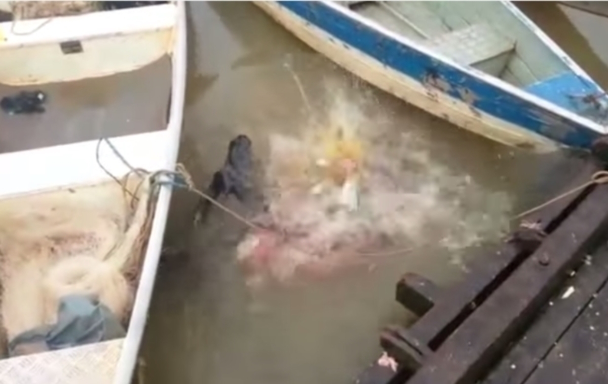 Το βίντεο που “έσπασε” το Youtube! Στα… σαγόνια των πιράνχα!