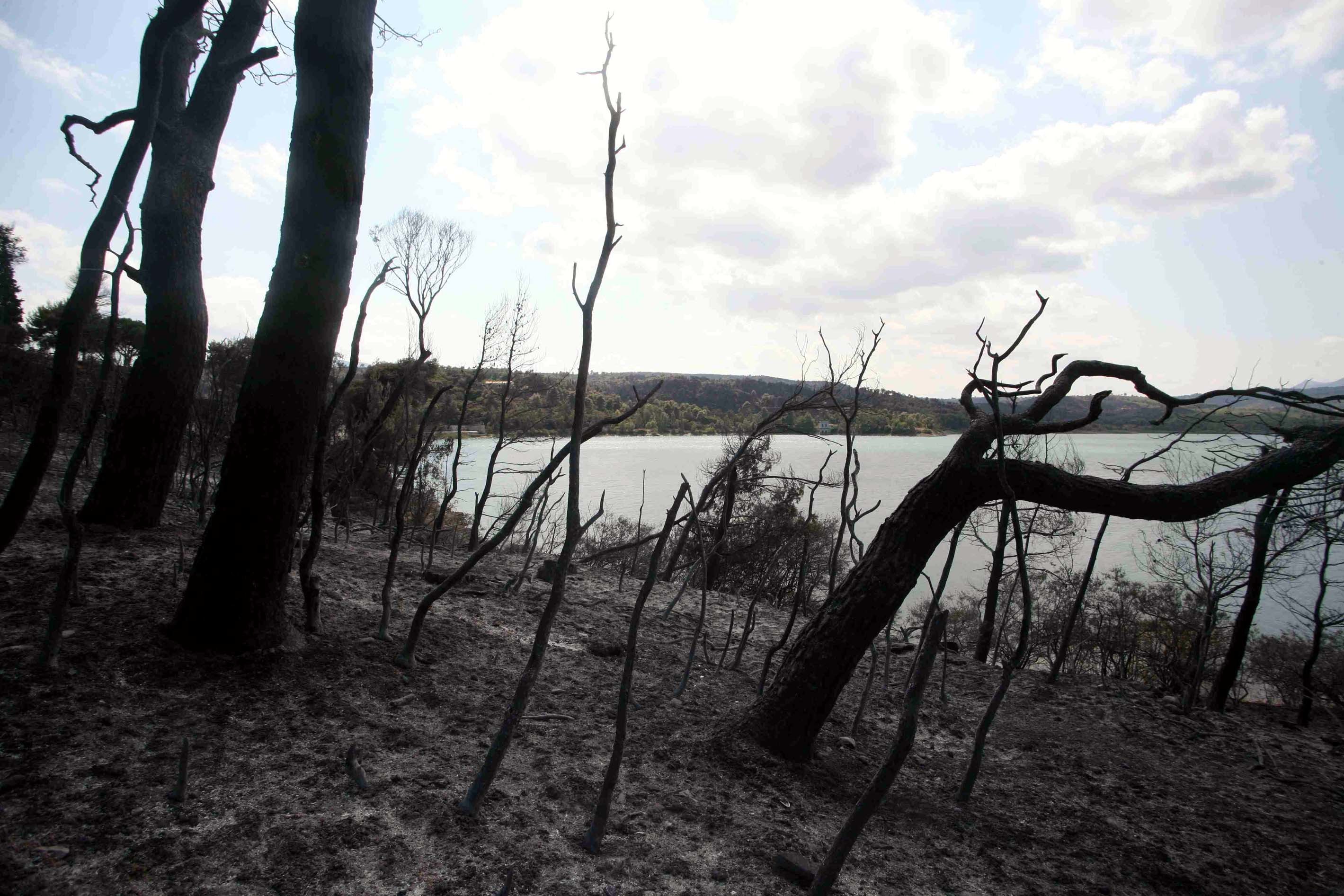 Ποιές περιοχές κινδυνεύουν την Κυριακή για πυρκαγιές