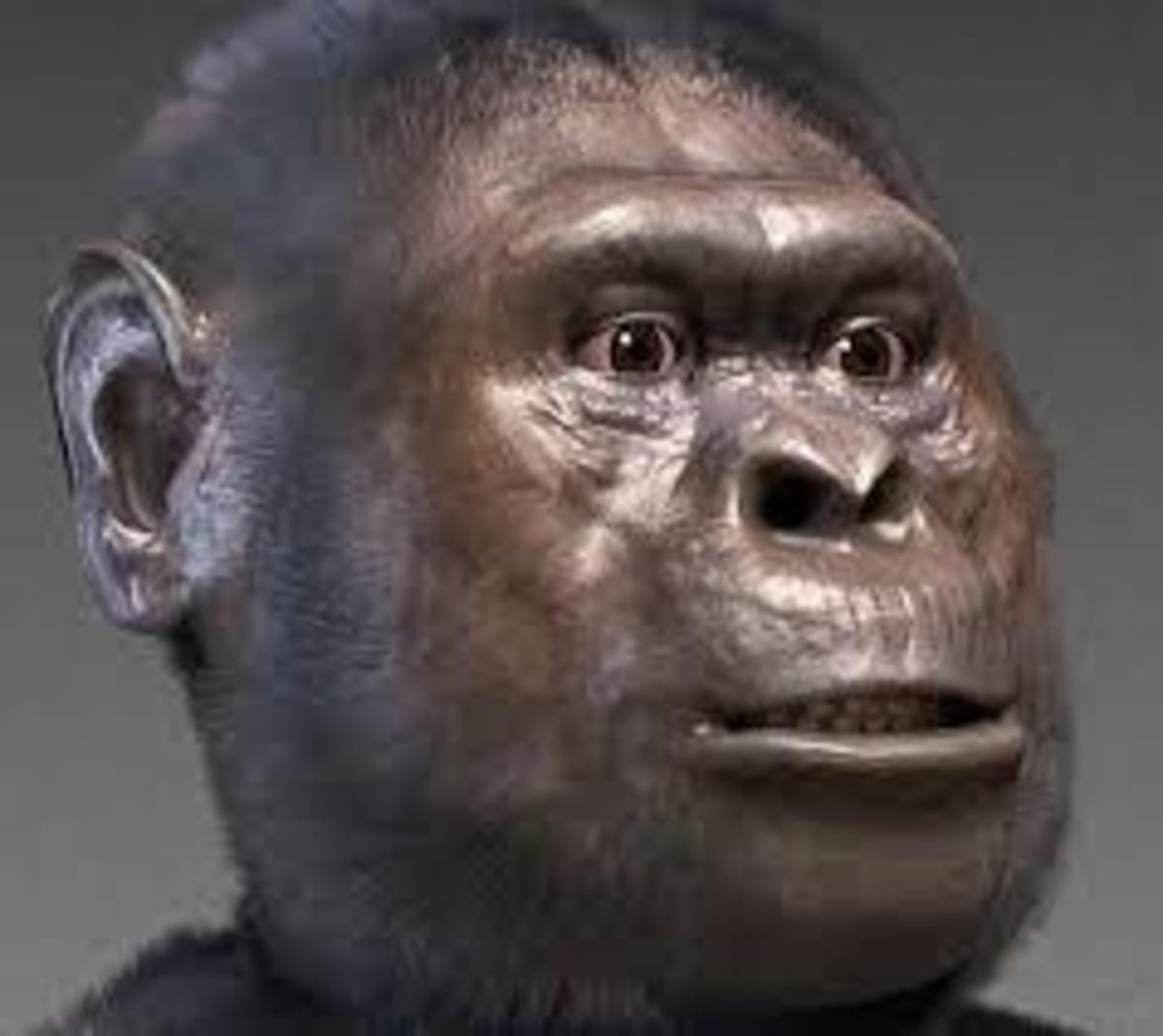Πώς σκοτώθηκε ο Australopithecus afarensis πριν από 3,18 εκατ. χρόνια