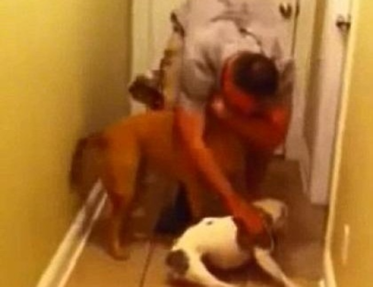 Συγκινητική υποδοχή στρατιωτικού απο το ανάπηρο σκυλί του – ΒΙΝΤΕΟ