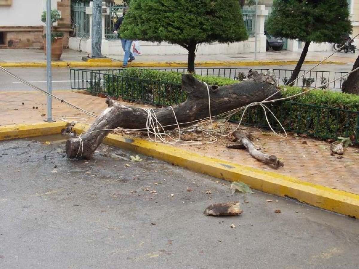 Παραλίγο νέα τραγωδία – Πλάτανος καταπλάκωσε τρία άτομα στη Λιβαδειά