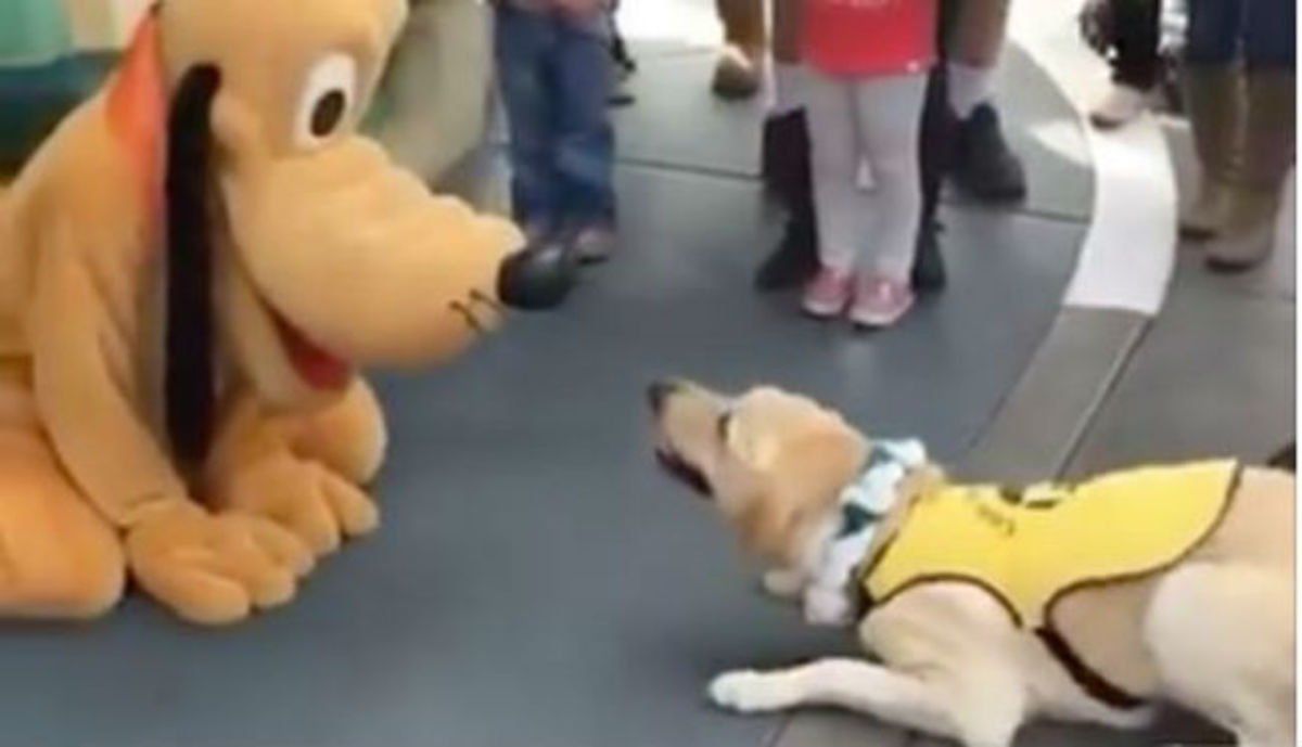 Η αντίδραση ενός σκύλου – οδηγού για τυφλούς όταν συνάντησε τον Πλούτο! (BINTEO)
