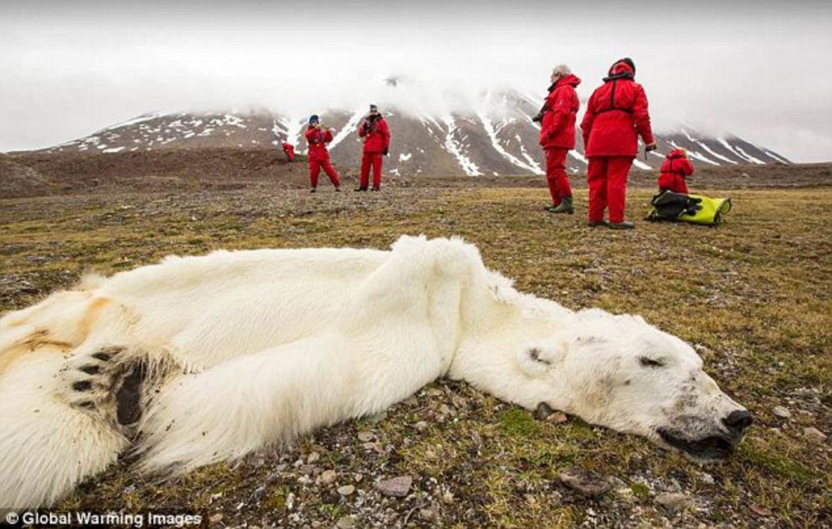 Σοκ από την εικόνα σκελετωμένης πολικής αρκούδας – Πέθανε από την πείνα! – Θύμα της κλιματικής αλλαγής λένε οι επιστήμονες