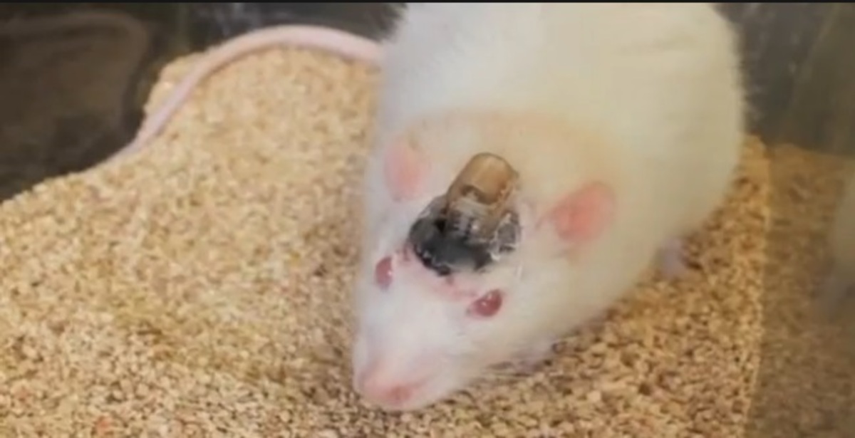 Θα ανιχνεύουν εκρηκτικά εκπαιδευμένα ποντίκια!