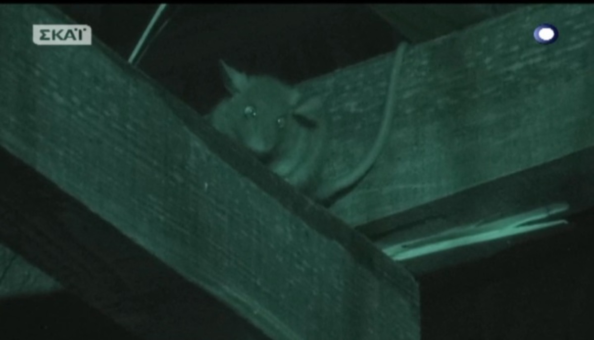 Το ποντίκι που αναστάτωσε τους “μαχητές” στο Survivor!