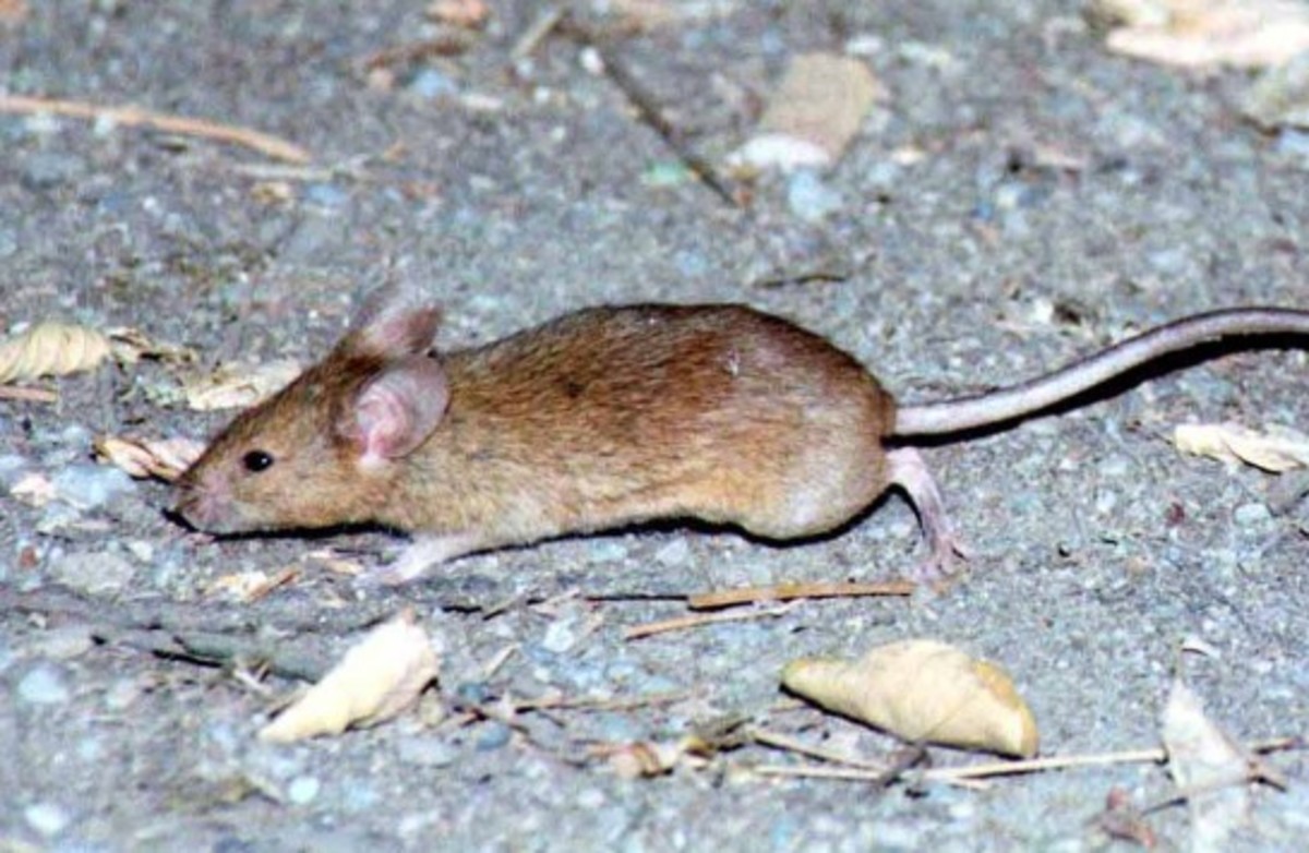Ποντίκια σε νηπιαγωγείο του Βόλου!