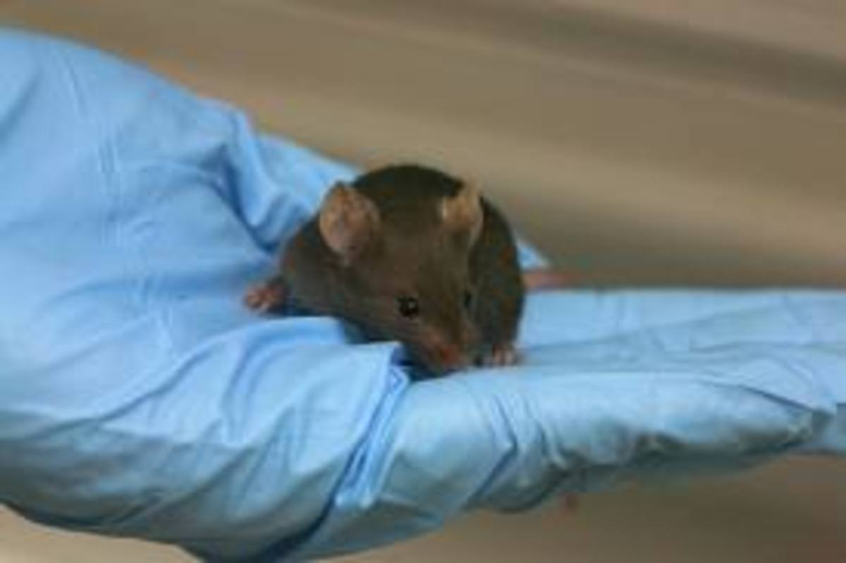 Ερευνητές ανέστρεψαν την απώλεια μνήμης σε ποντίκια που έπασχαν από Αλτσχάιμερ