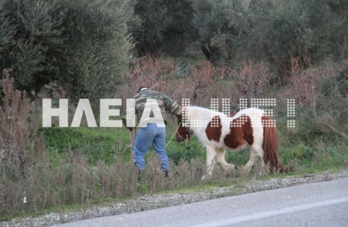 Πύργος: Πόνυ τραυματίστηκε στο κεφάλι μετά από σύγκρουση με ΙΧ (ΦΩΤΟ)
