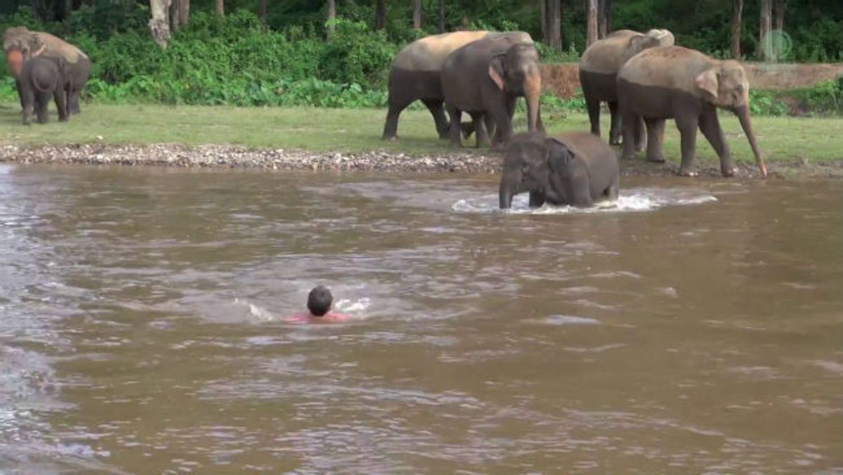 Aπίστευτο: Ελέφαντας μπήκε στο ποτάμι να σώσει έναν άντρα που πνιγόταν! (vid)